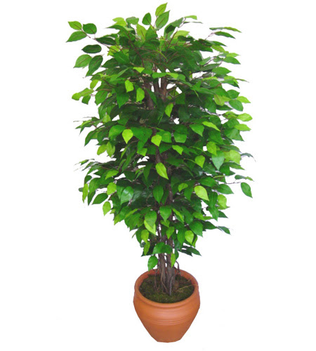 Ficus Benjamin 1,50 cm   Ankara atapark kaliteli taze ve ucuz iekler 
