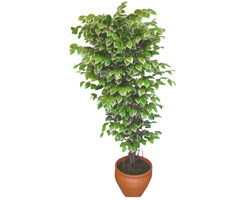 Ficus zel Starlight 1,75 cm   Ankara Keiren anneler gn iek yolla 