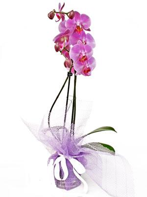  Ankara atapark kaliteli taze ve ucuz iekler  Kaliteli ithal saksida orkide