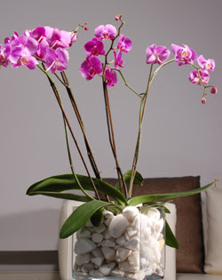  Ankara entepe internetten iek siparii  2 dal orkide cam yada mika vazo ierisinde