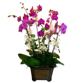  Ankara Keiren anneler gn iek yolla  4 adet orkide iegi