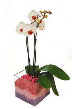  Ankara basnevleri hediye sevgilime hediye iek  tek dal cam yada mika vazo ierisinde orkide