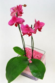  Ankara Keiren iek siparii vermek  tek dal cam yada mika vazo ierisinde orkide