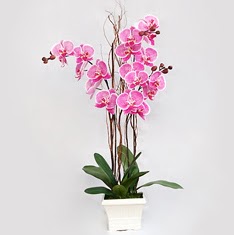  Ankara Ufuktepe iek online iek siparii  2 adet orkide - 2 dal orkide
