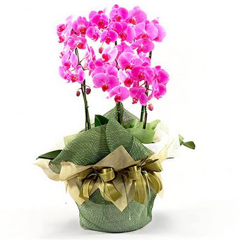  Ankara Etlik iek gnderme  2 dal orkide , 2 kkl orkide - saksi iegidir