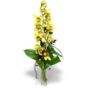  Ankara aa elence iek yolla  1 dal orkide iegi - cam vazo ierisinde -