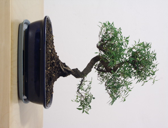ithal bonsai saksi iegi  Ankara Keiren uluslararas iek gnderme 