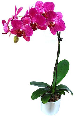  Ankara Keiren iek siparii vermek  saksi orkide iegi