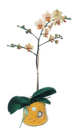  Ankara bademlik 14 ubat sevgililer gn iek  Phalaenopsis Orkide ithal kalite