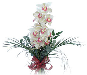  Ankara entepe internetten iek siparii  Dal orkide ithal iyi kalite
