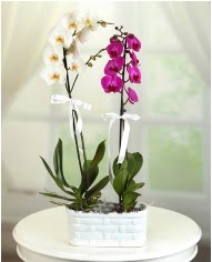 1 dal beyaz 1 dal mor yerli orkide saksda  Ankara Keiren iek siparii sitesi 