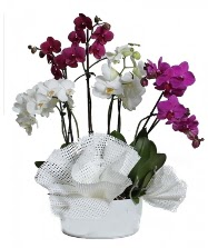 4 dal mor orkide 2 dal beyaz orkide  Ankara atapark kaliteli taze ve ucuz iekler 