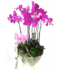 9 dal orkide saks iei  Ankara Keiren iek , ieki , iekilik 