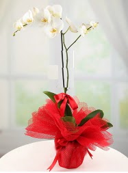 1 dal beyaz orkide saks iei  Ankara esertepe ucuz iek gnder 