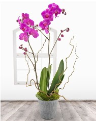 2 dall mor orkide saks iei  Ankara Keiren gvenli kaliteli hzl iek 
