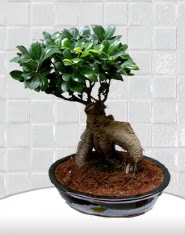 saks iei japon aac bonsai  Ankara Keiren hediye iek yolla 