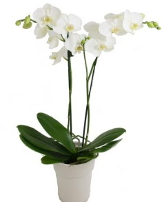 2 dall beyaz orkide  Ankara basnevleri hediye sevgilime hediye iek 