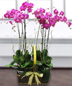 4 dall mor orkide  Ankara Keiren iek , ieki , iekilik 