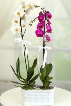 1 mor 1 dal beyaz thal orkide sepet ierisinde  Ankara balum ieki maazas 