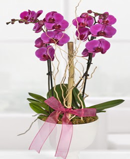 2 dall nmor orkide  Ankara atapark kaliteli taze ve ucuz iekler 