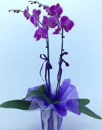 2 dall mor orkide  Ankara Keiren hediye iek yolla 