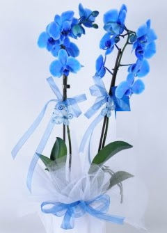 2 dall mavi orkide  Ankara balum online iek gnderme sipari 