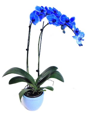 Seramikli 2 dall sper esiz mavi orkide  Ankara Keiren iek siparii sitesi 