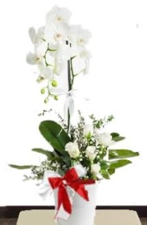 Tek dall beyaz orkide 5 beyaz gl  Ankara entepe internetten iek siparii 