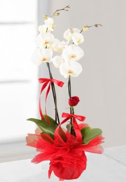 2 dall beyaz orkide ve 1 adet krmz gl  Ankara atapark kaliteli taze ve ucuz iekler 
