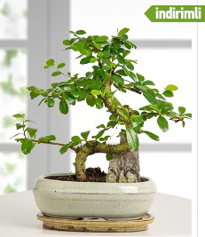 S eklinde ithal gerek bonsai japon aac  Ankara balum online iek gnderme sipari 