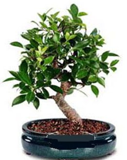 5 yanda japon aac bonsai bitkisi  Ankara atapark kaliteli taze ve ucuz iekler 