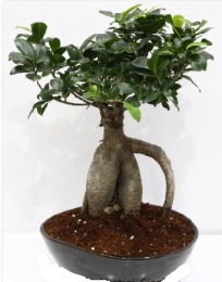 5 yanda japon aac bonsai bitkisi  Ankara balum online iek gnderme sipari 