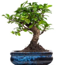 5 yanda japon aac bonsai bitkisi  Ankara esertepe iek yolla , iek gnder , ieki  