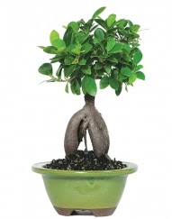 5 yanda japon aac bonsai bitkisi  Ankara Keiren anneler gn iek yolla 
