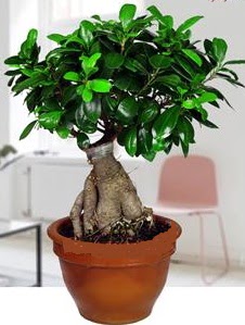 5 yanda japon aac bonsai bitkisi  Ankara bademlik 14 ubat sevgililer gn iek 