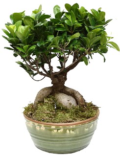 Japon aac bonsai saks bitkisi  Ankara Etlik iek gnderme 