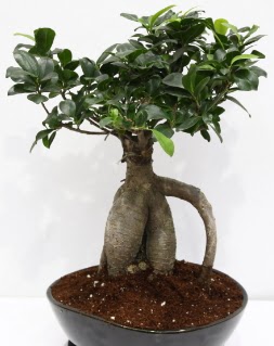 Japon aac bonsai saks bitkisi  Ankara aa elence iek yolla 