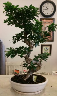 100 cm yksekliinde dev bonsai japon aac  Ankara Etlik iek gnderme 