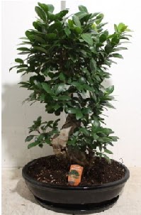75 CM Ginseng bonsai Japon aac  Ankara Keiren iek maazas , ieki adresleri 