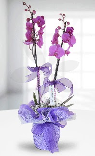 ift dall mor orkide LKE MARKADIR  Ankara atapark kaliteli taze ve ucuz iekler 