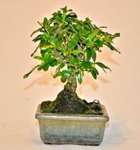 Zelco bonsai saks bitkisi  Ankara Keiren iek siparii sitesi 