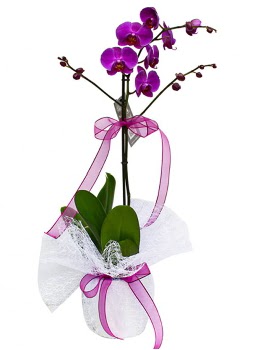 Tek dall mor orkide  Ankara Keiren online ieki , iek siparii 