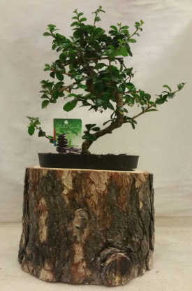 Doal ktk iinde bonsai japon aac  Ankara Etlik iek gnderme 