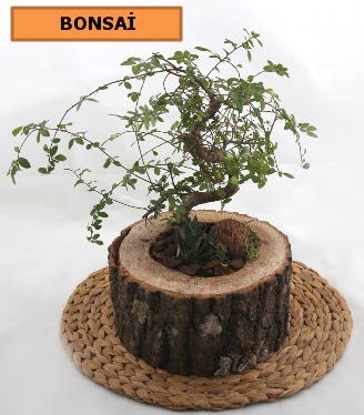 Doal aa ktk ierisinde bonsai bitkisi  Ankara kalaba iek gnderme sitemiz gvenlidir 