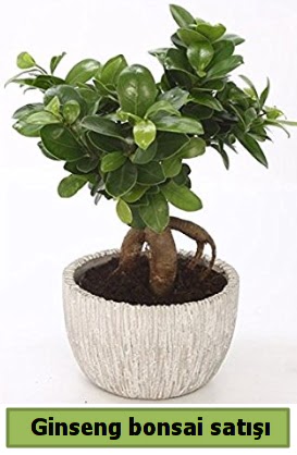 Ginseng bonsai japon aac sat  Ankara Keiren online ieki , iek siparii 