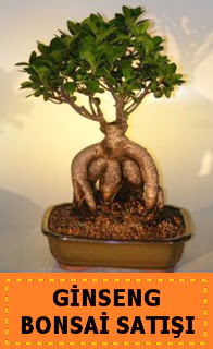 Ginseng bonsai sat japon aac  Ankara Keiren anneler gn iek yolla 