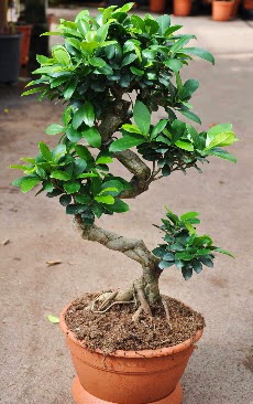 Orta boy bonsai saks bitkisi  Ankara Keiren cicek , cicekci 