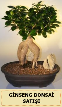thal Ginseng bonsai sat japon aac  Ankara entepe internetten iek siparii 