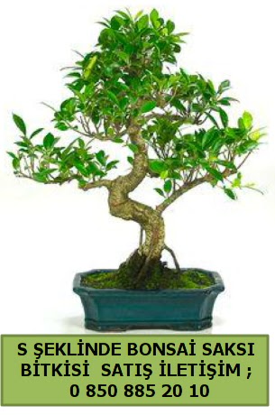 thal S eklinde dal erilii bonsai sat  Ankara etlik nternetten iek siparii 