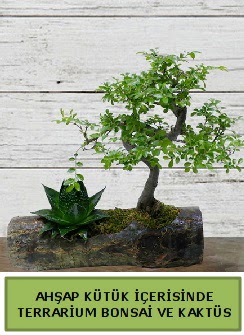 Ahap ktk bonsai kakts teraryum  Ankara Keiren cicek , cicekci 